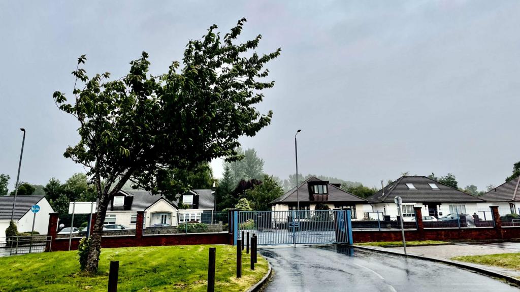 A tree bent by the wind in Kilmarnock, East Ayrshire