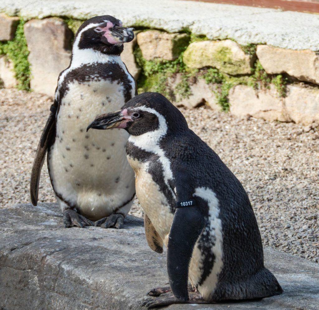 two black and white Humboldt penguins.