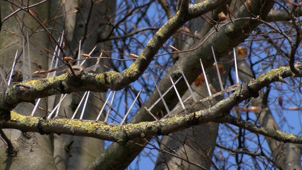 Tree spikes