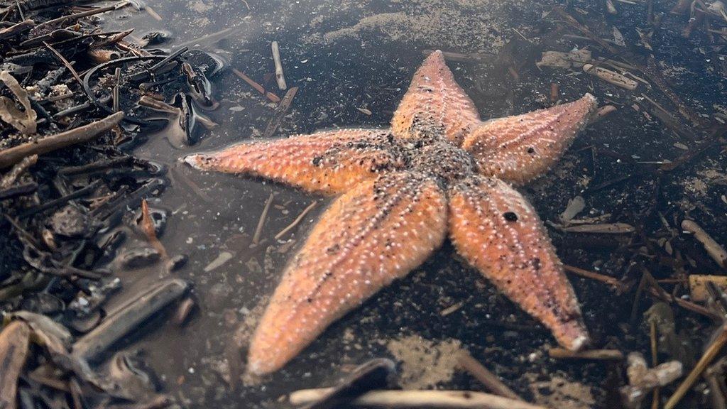 Dead starfish washed up on Saltburn beach