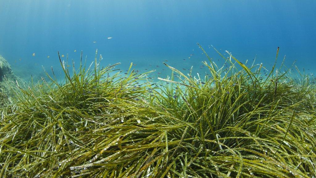 seagrass.