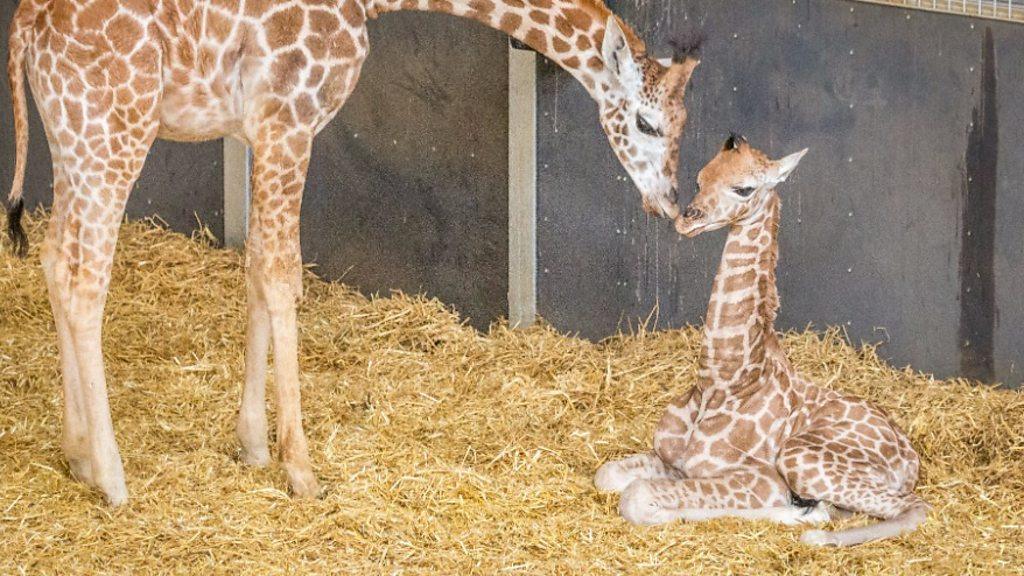 Baby giraffe