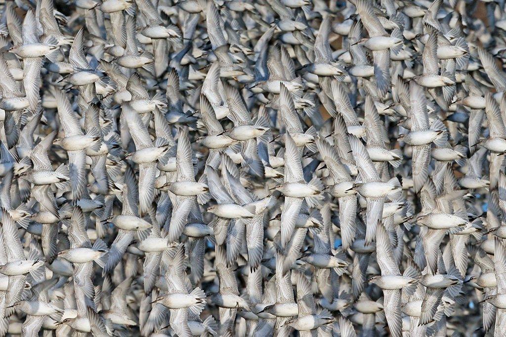 Knot in flight at RSPB Snettisham