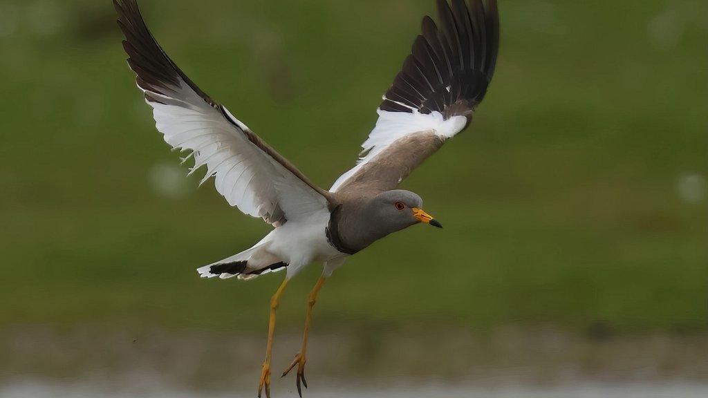 Grey-headed lapwing in flight