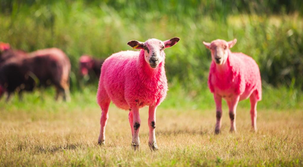 Pink sheep at Latitude Festival