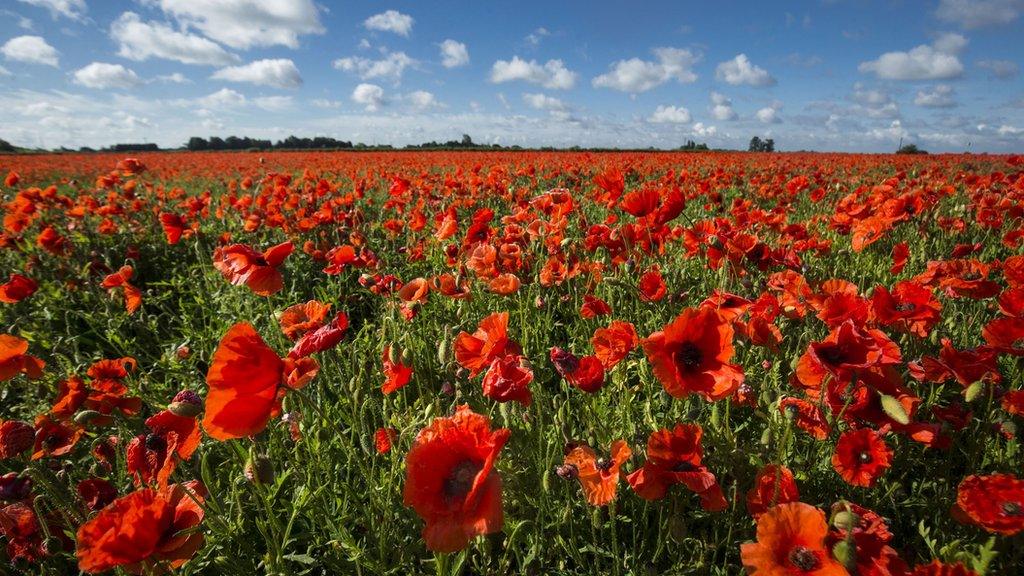 Poppies