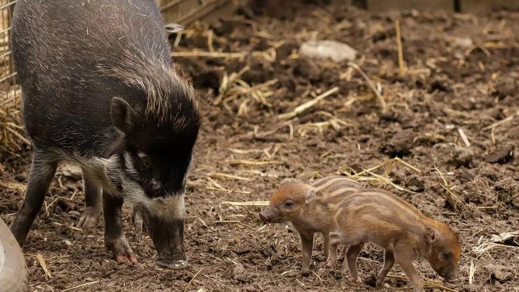 warty-piglets-with-mother.