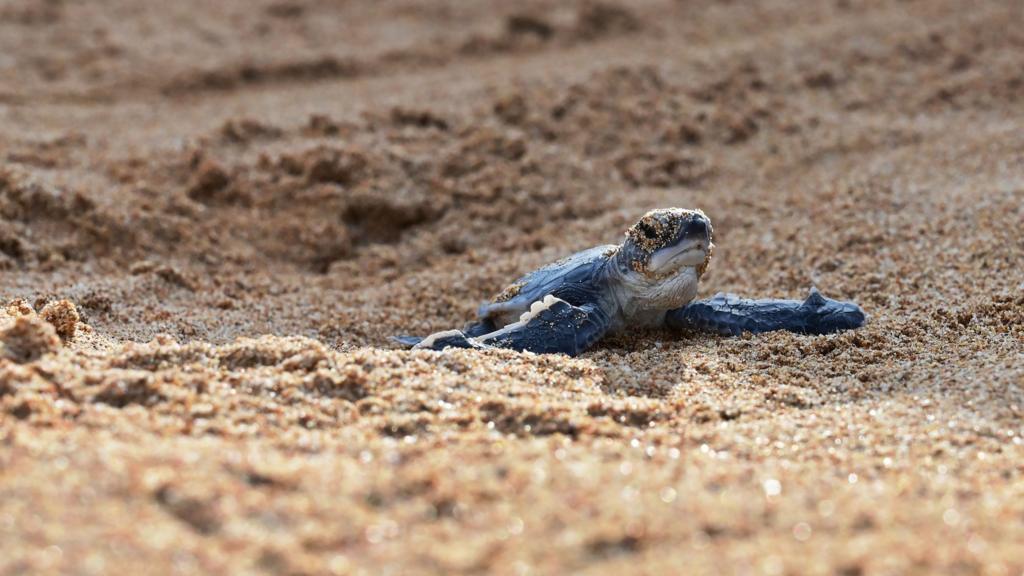 Turtle on the beach