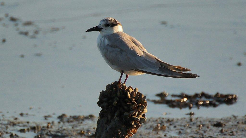 Little Terns, a rare sea bird which migrates from West Africa