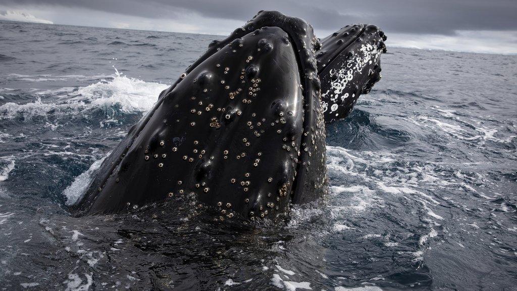 humpback whales jumping out of ocean