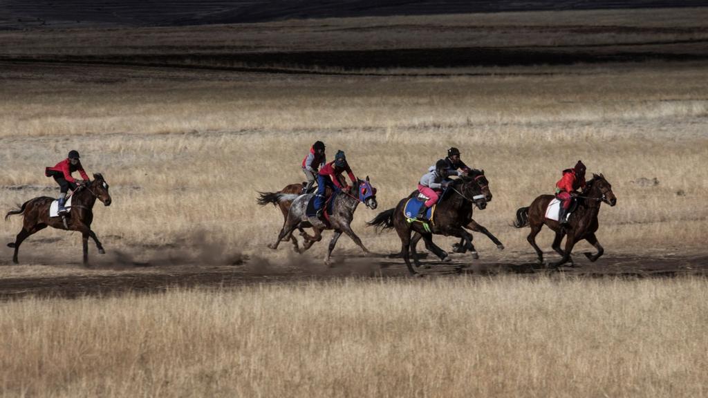 Horses galloping