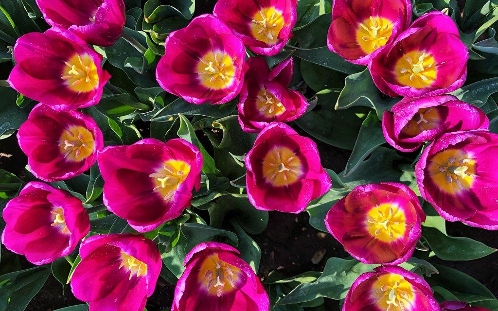 Close up of pink and yellow tulips