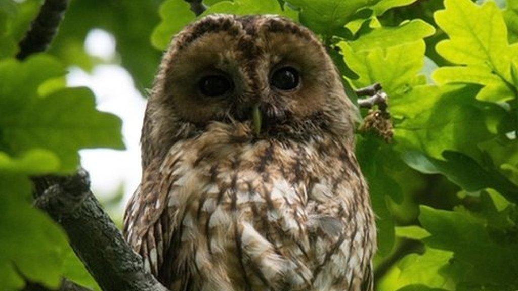 Owl in a tree