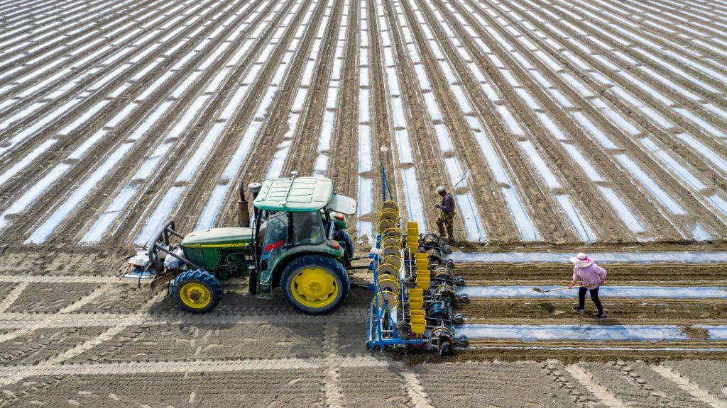 Cotton field in Xinjiang