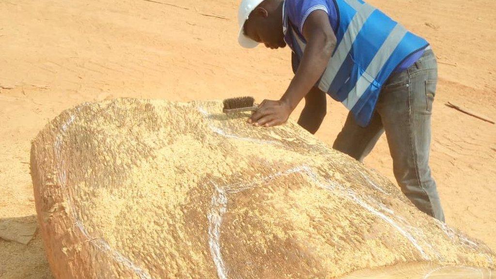 A large timber log is checked for quality after it has been extracted from Lake Volta.