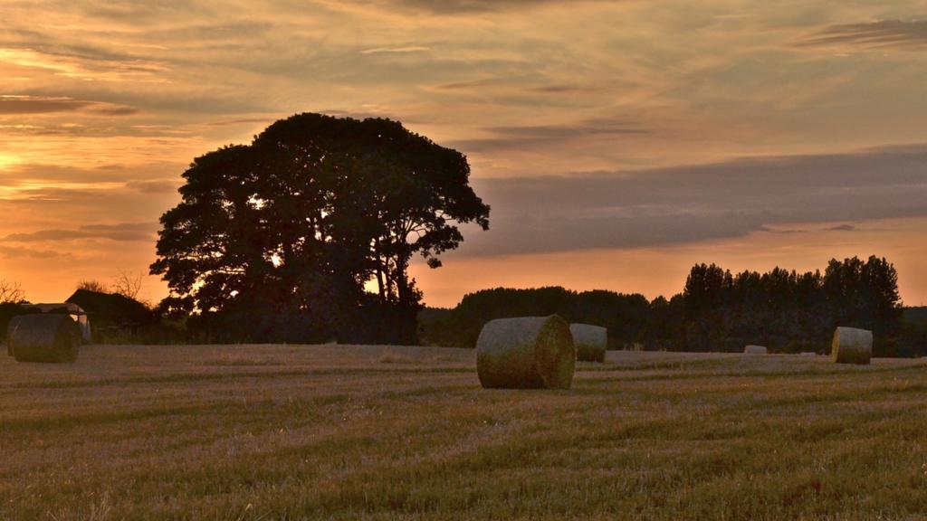 BBC Local Live Norfolk on Wednesday, 11 November 2015 BBC News