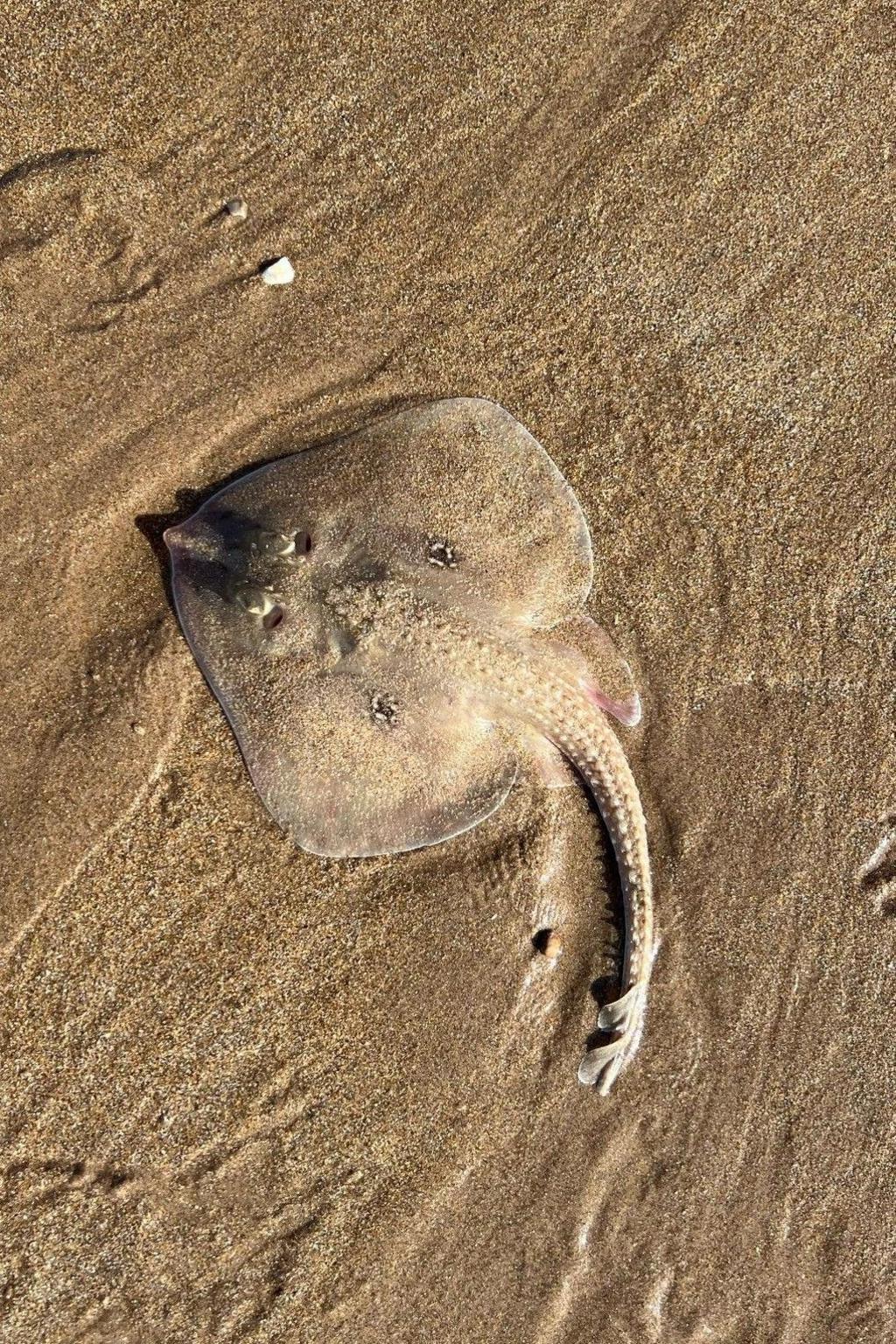 Thornback ray near Gullane