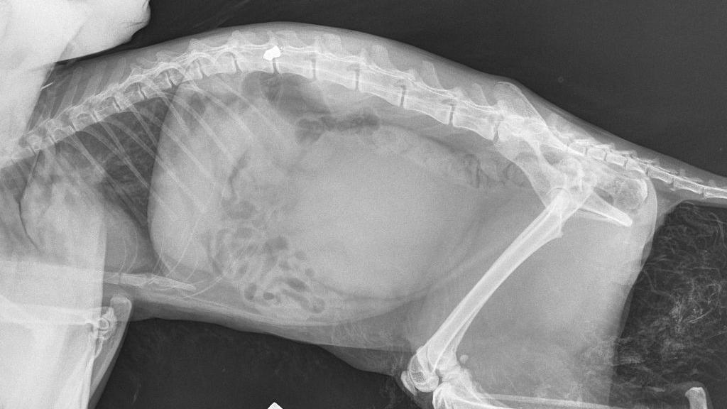 An x-ray showing the damage to Hunter