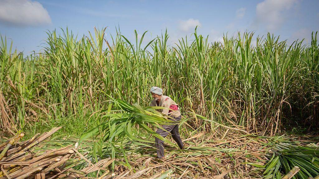 Farmer in a field in India's Karnataka state harvests sugarcane