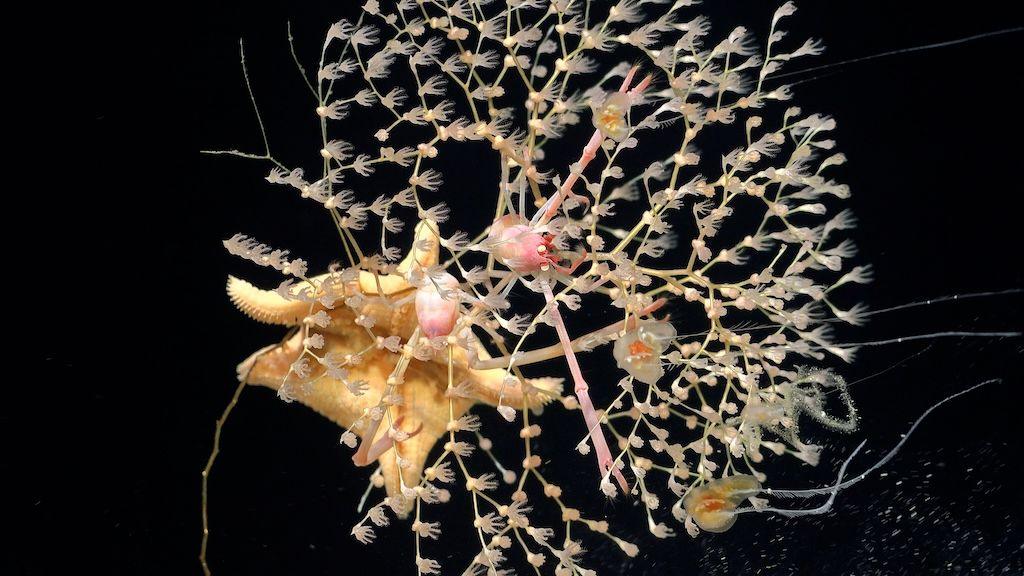 Golden coral against a black background