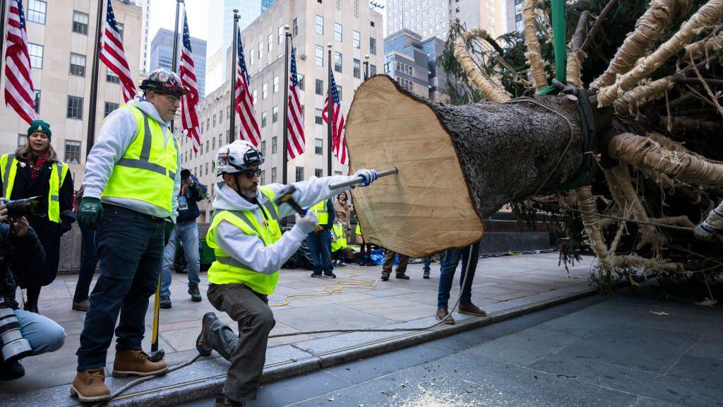 Workers drill a spike into the base of the bottom of the trunk of the tree.