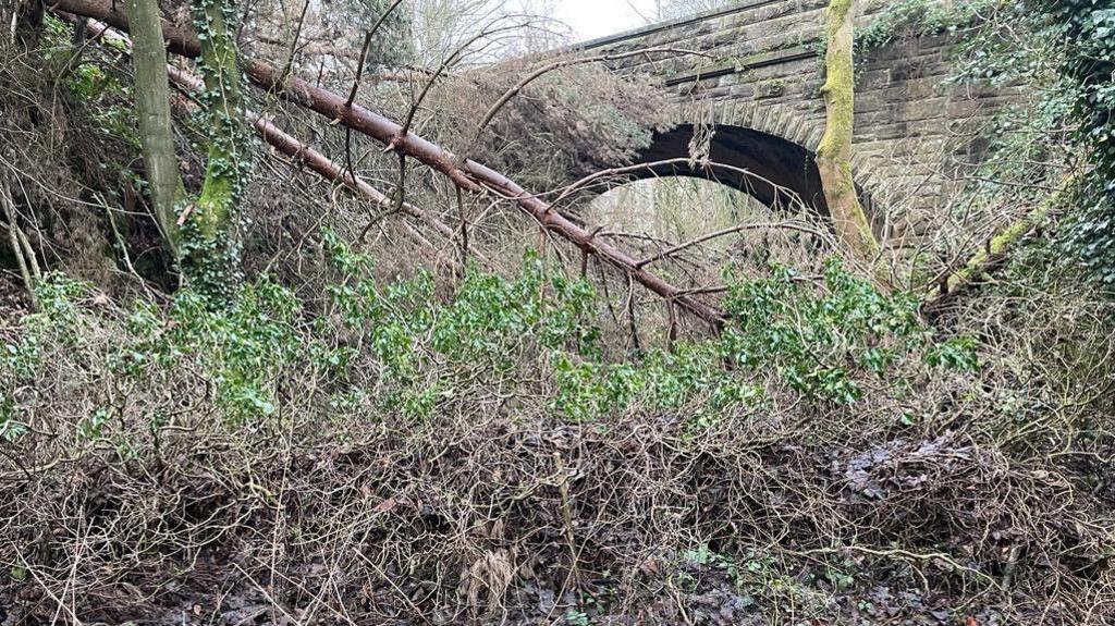 An overgrown train line with trees and brambles