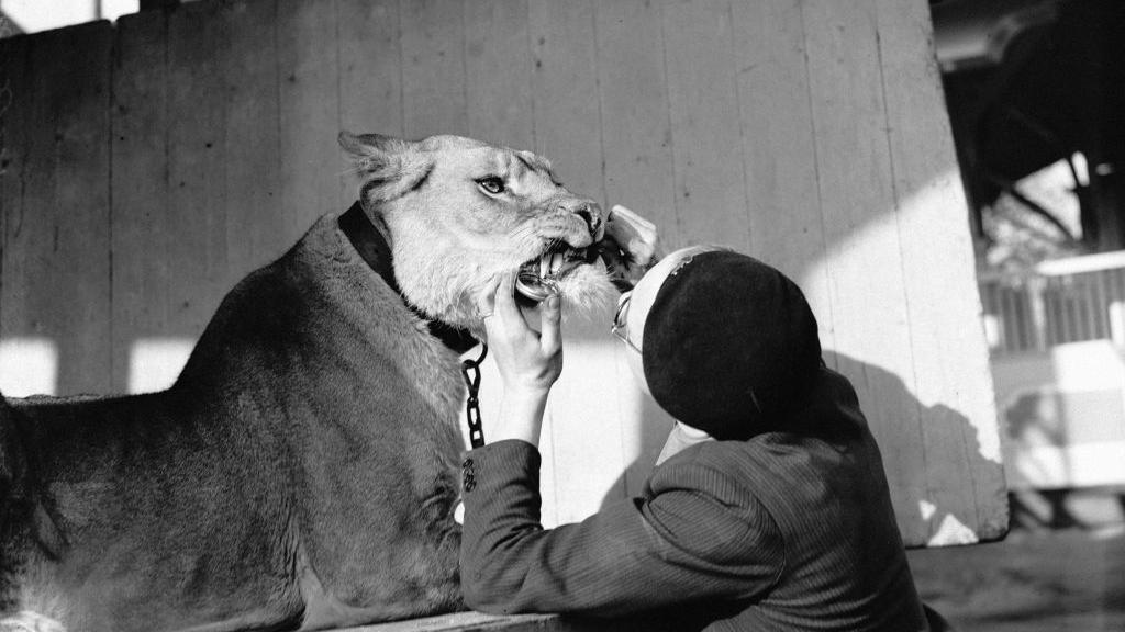 Tornado Smith is pictured attending to Briton's teeth. The black and white picture shows him moving her mouth up to show her canines. He is looking at the teeth while she is looking into the distance. 