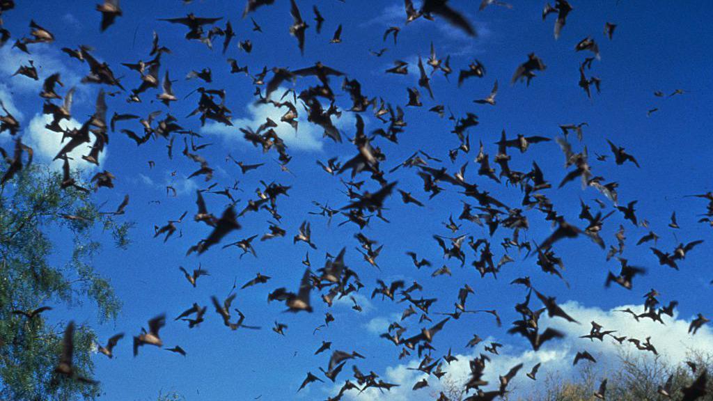 A colony of bats fly in the blue sky 