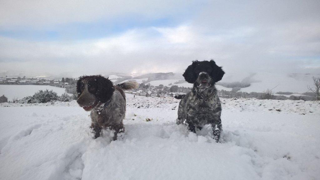 two dogs in snow