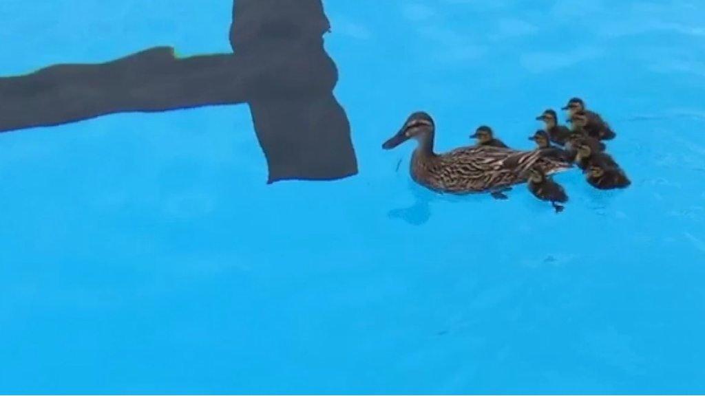 Ducks in swimming pool