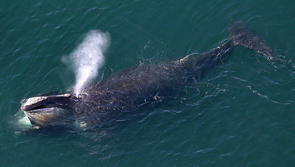 North Atlantic right whale
