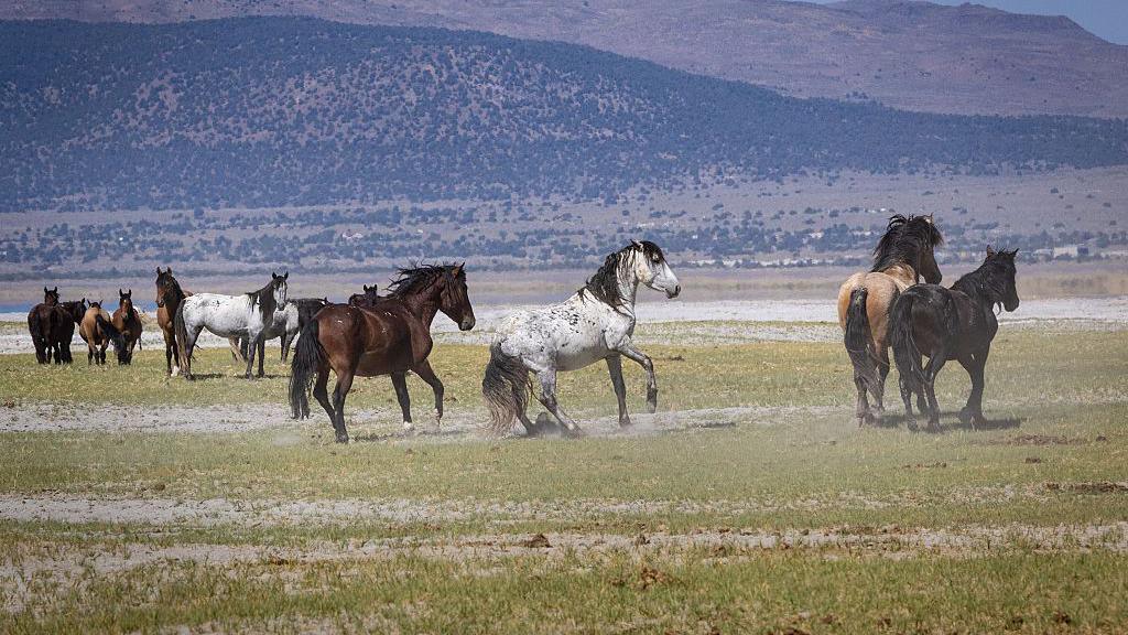 brown, white and black horses on a field with a hill in the background