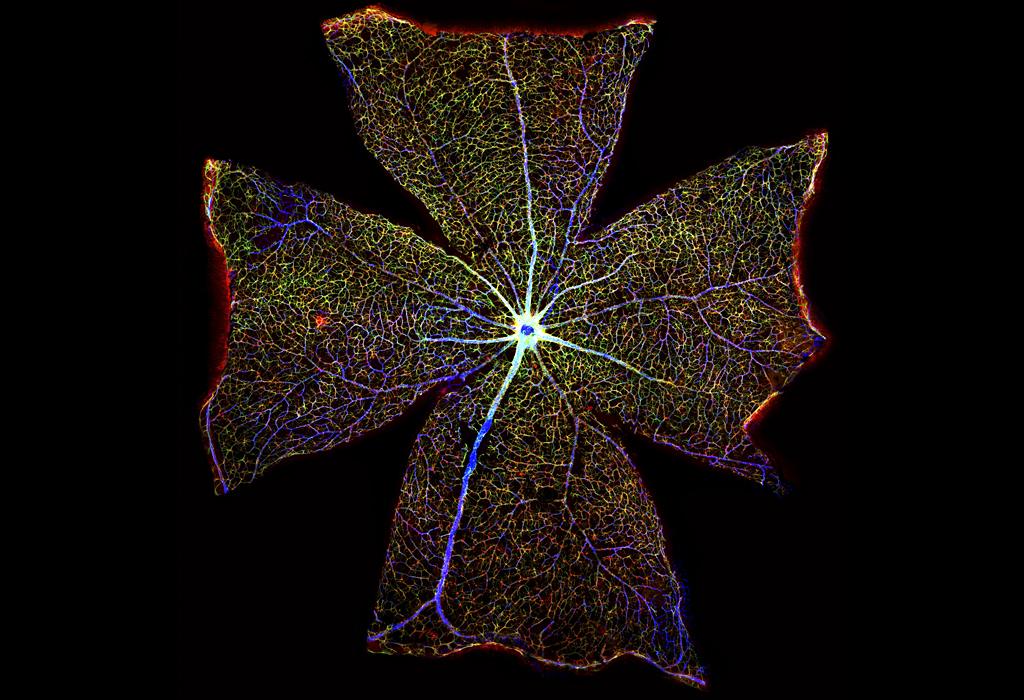 Surface of a mouse retina