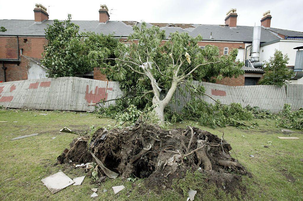 Tree lies on its side against line of houses