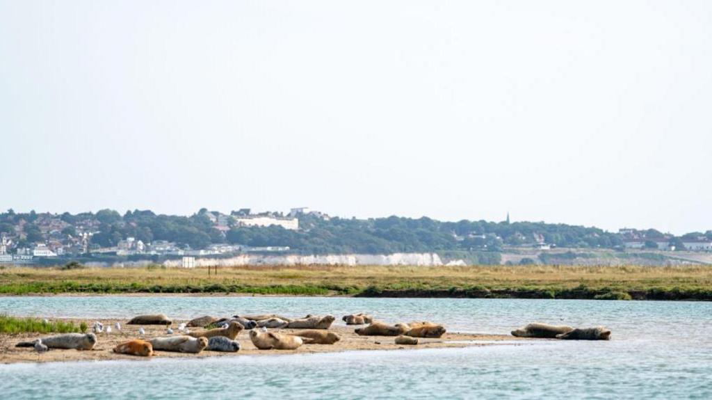 Seals spotted on sandbanks during the survey in August