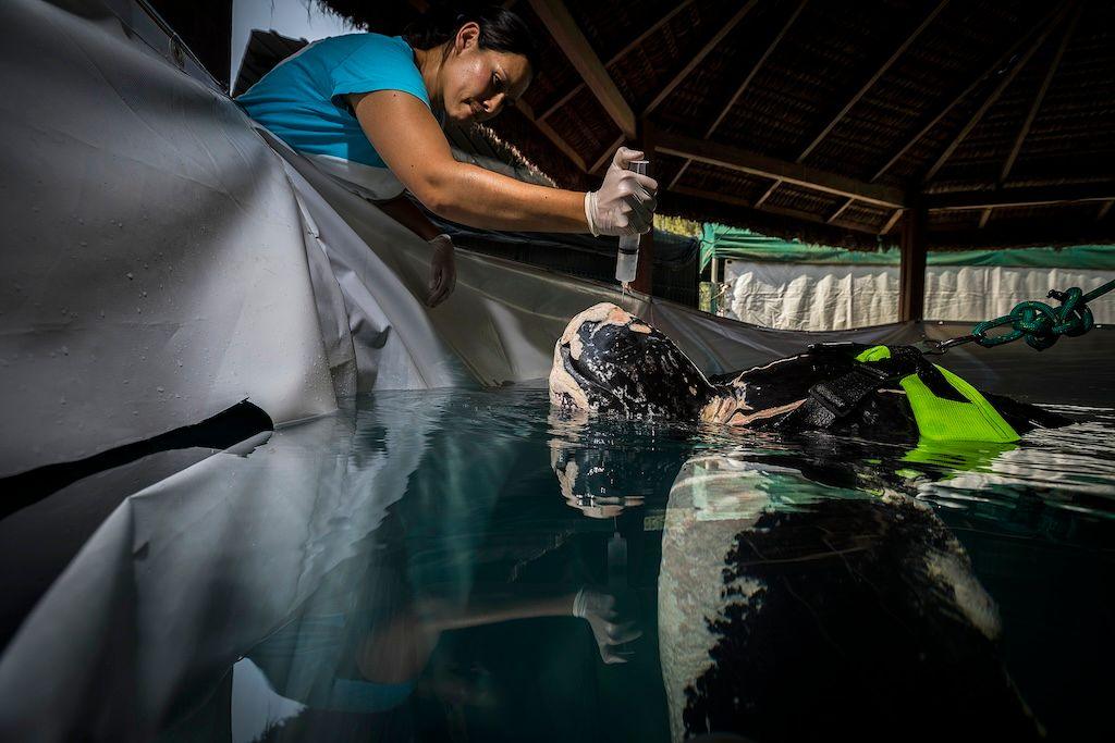 A turtle in a pool being fed by a woman