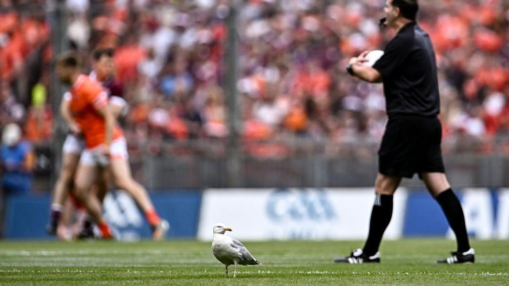 Seagull standing beside referee during Sunday's All Ireland football final