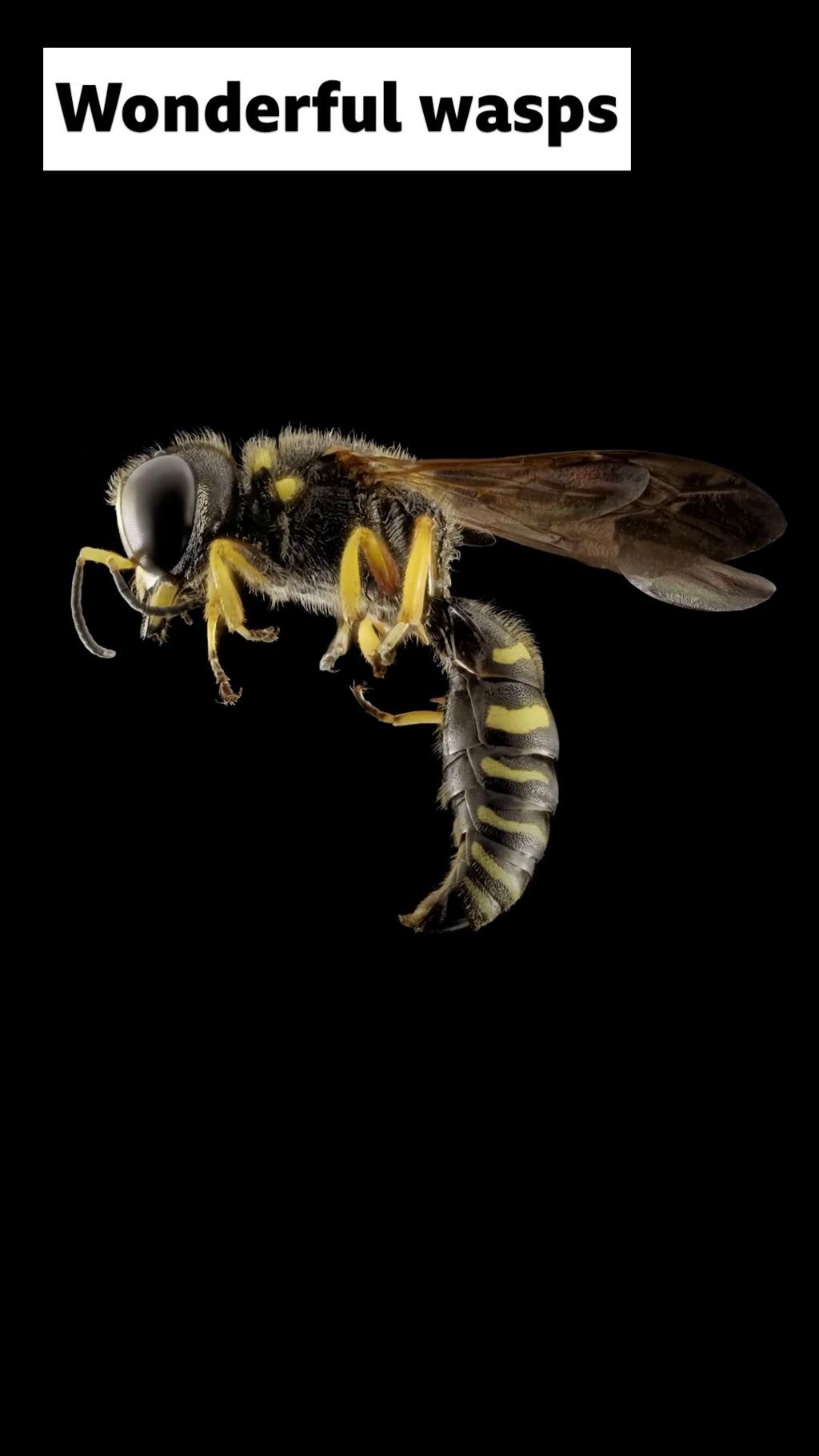 A wasp in mid flight against a black background