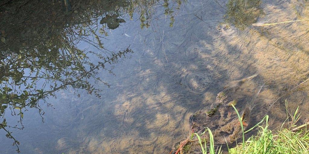 Sewage fungus pictured growing in a river