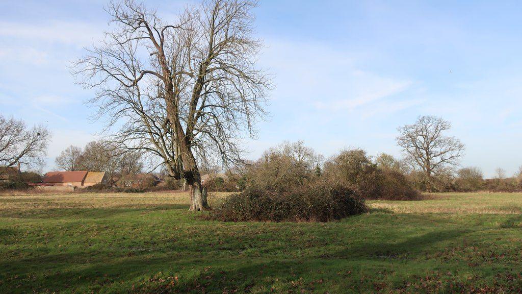 A large open space is pictured with a tree in the centre. The tree is bare as it is winter. Bushes and a building can also be seen in the distance. The sky is blue.