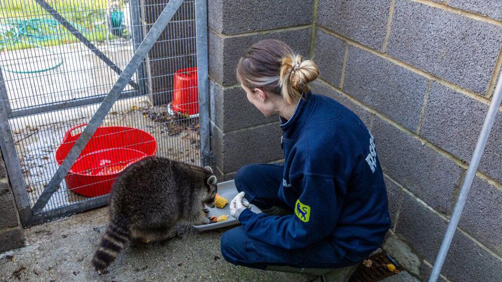An RSPCA officer, wearing a blue fleece jumper and blue trousers, with her hair in a bun. She is kneeling down. To the left of her is a racoon. The racoon is eating food off a place. There is a brick wall around and a metal gate.