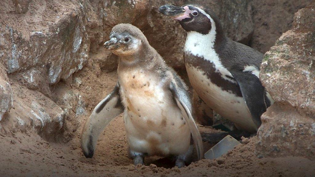 Fluffy the penguin