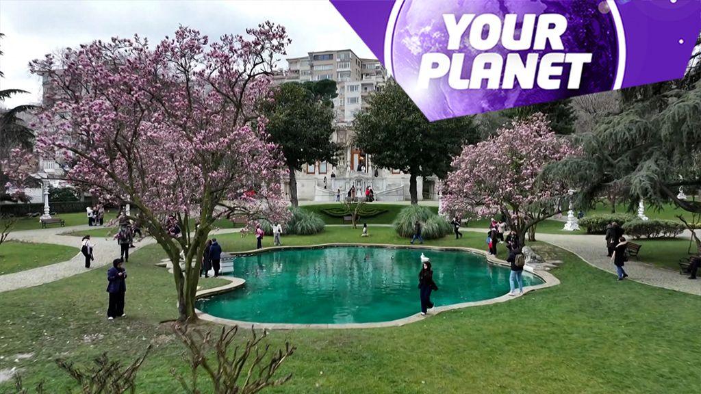 Magnolia trees and the Your Planet logo