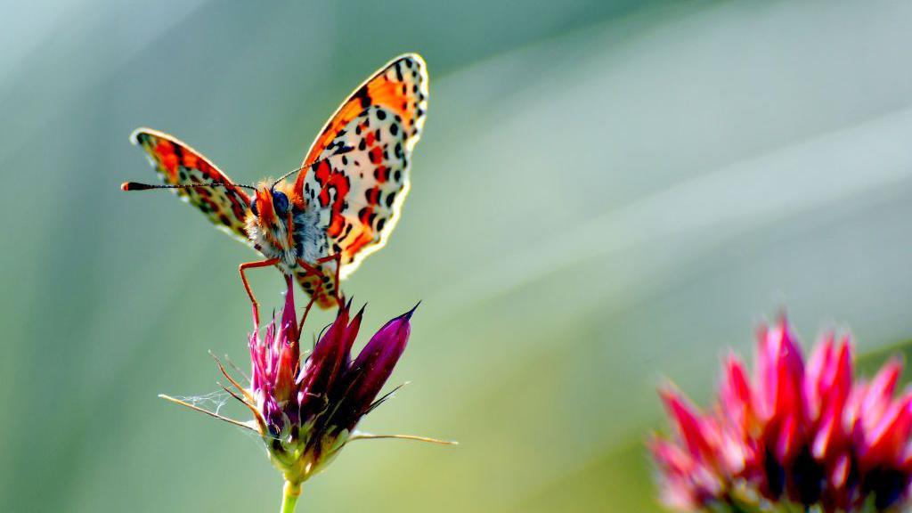 A butterfly on a flower.