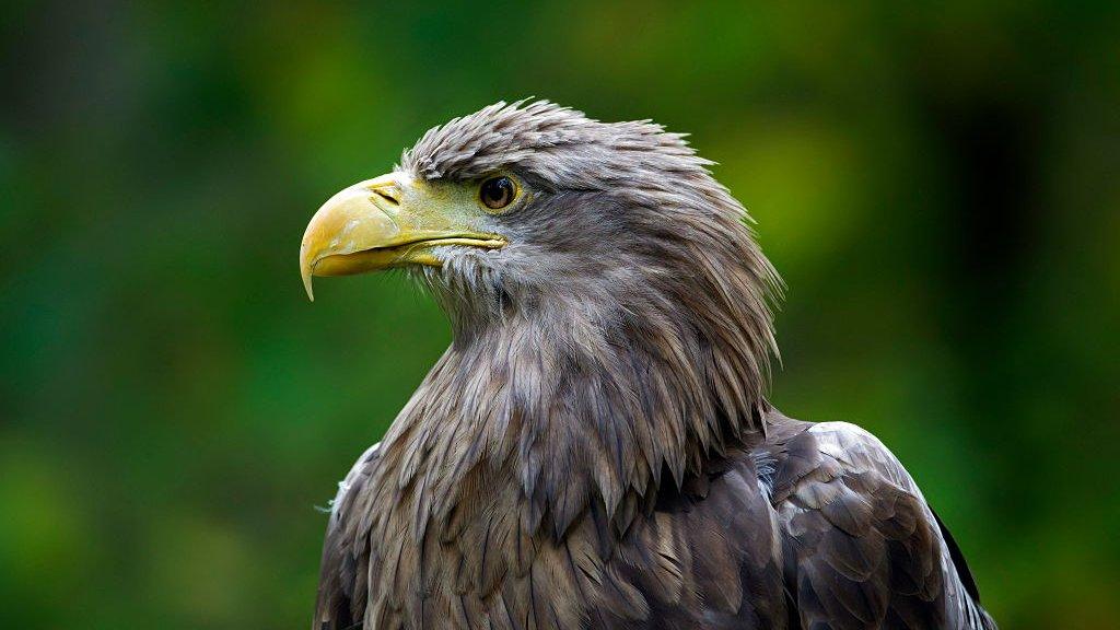 white-tailed eagle