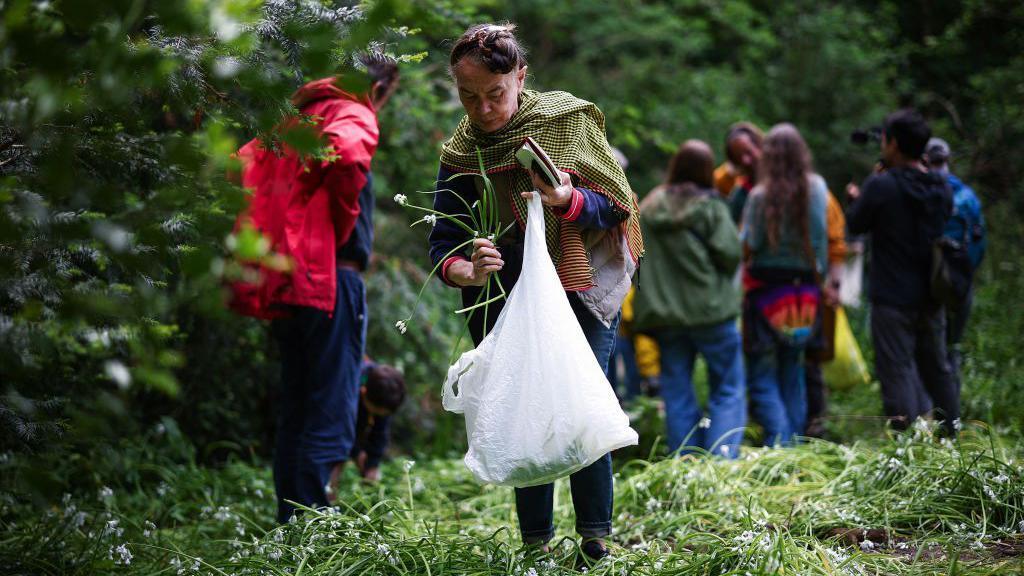 A woman collects a freshly picked three cornered leek and places it into a plastic bag at Tower Hamlets Cemetery Park. She wears blue jeans, a blue coat and a green check scarf. 