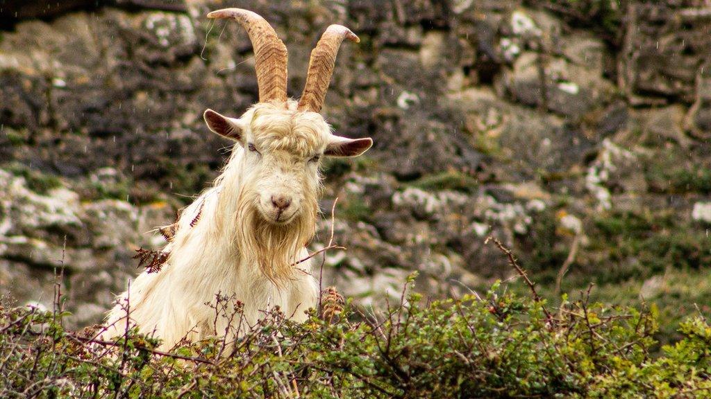 Gafr ar Pen y Gogarth