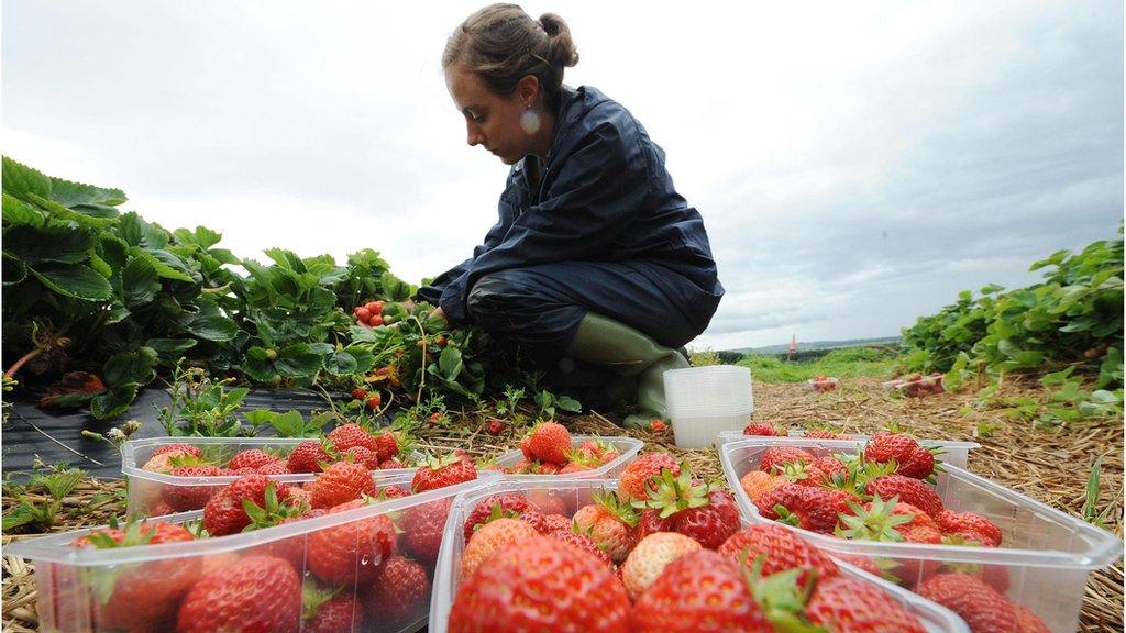 Fruit picker in Northumberland