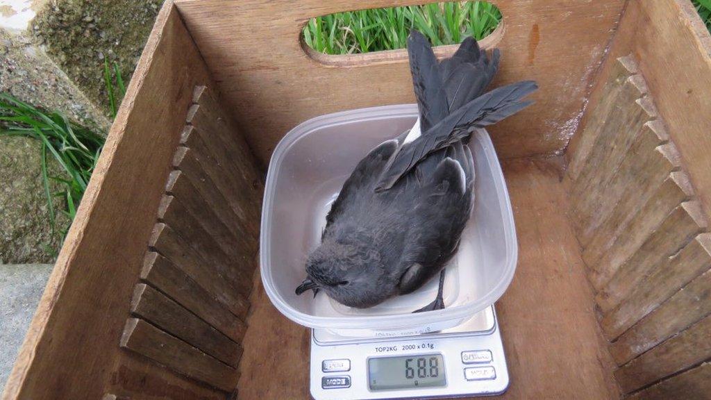 Storm petrel