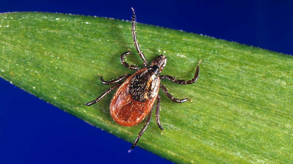 An eight-legged black and brown insect on a leaf.